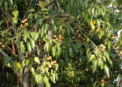 Aleurites moluccanus