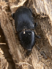 Scyphophorus yuccae