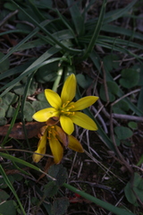 Nothoscordum
