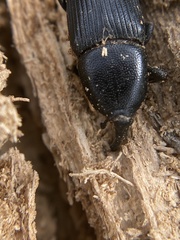 Scyphophorus yuccae