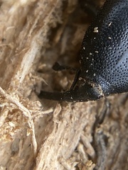 Scyphophorus yuccae