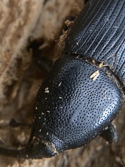 Scyphophorus yuccae