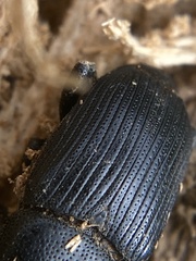 Scyphophorus yuccae