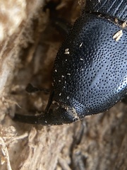 Scyphophorus yuccae