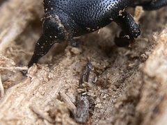 Scyphophorus yuccae