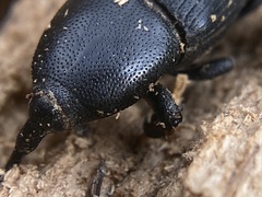 Scyphophorus yuccae