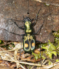 Pseudoxycheila