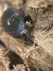 Scyphophorus yuccae