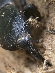 Scyphophorus yuccae