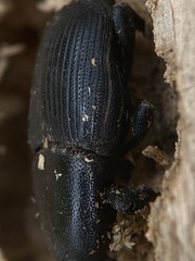 Scyphophorus yuccae