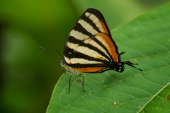 Arawacus lincoides