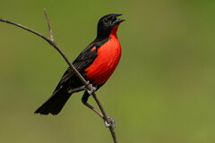 Leistes militaris