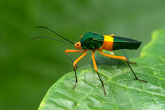 Paryphes