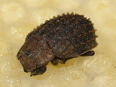 Trox