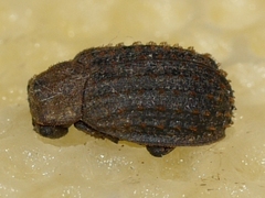 Trox