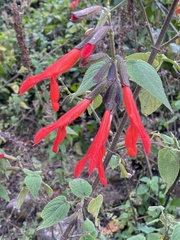 Salvia gesneriiflora