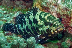 Epinephelus coioides