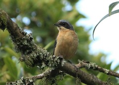 Pipraeidea melanonota