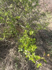 Sideroxylon reclinatum