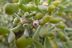 Tetraena fontanesii image