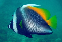 Heniochus singularius