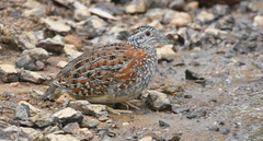 Turnix varius