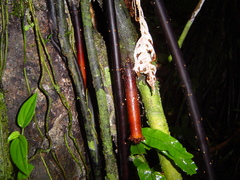 Iriartea deltoidea