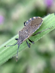 Catorhintha apicalis