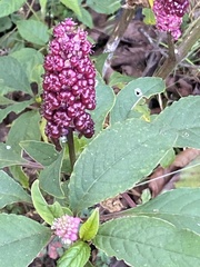 Phytolacca rugosa