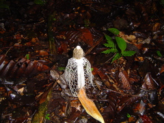 Phallus indusiatus