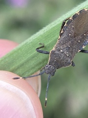 Catorhintha apicalis
