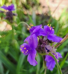 Tradescantia gigantea