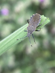 Catorhintha apicalis