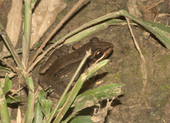 Leptodactylus didymus