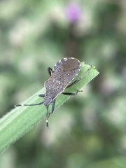 Catorhintha apicalis