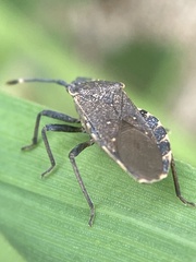 Catorhintha apicalis