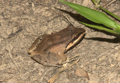 Leptodactylus didymus