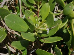 Myoporum boninense