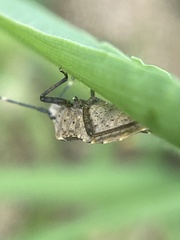 Catorhintha apicalis