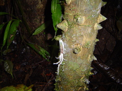 Pterodictya reticularis