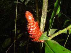 Costus scaber