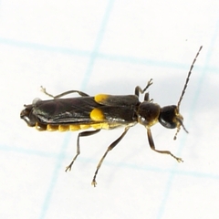 Trypherus