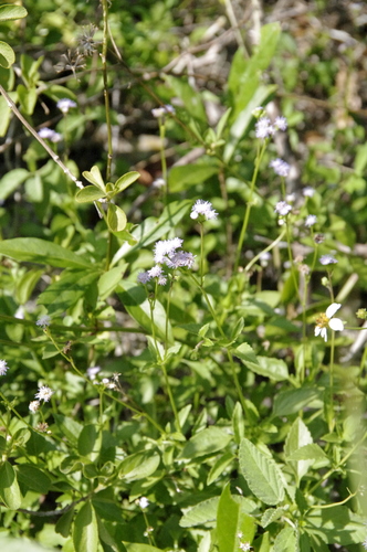 Ageratum maritimum (Ageratum maritimum)