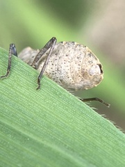 Catorhintha apicalis