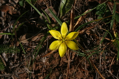 Nothoscordum