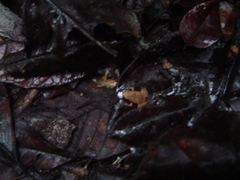 Hamptophryne boliviana
