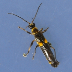 Trypherus