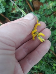Corydalis micrantha
