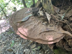 Ganoderma