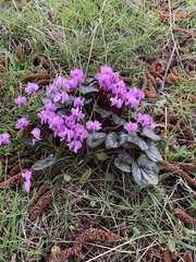 Cyclamen coum